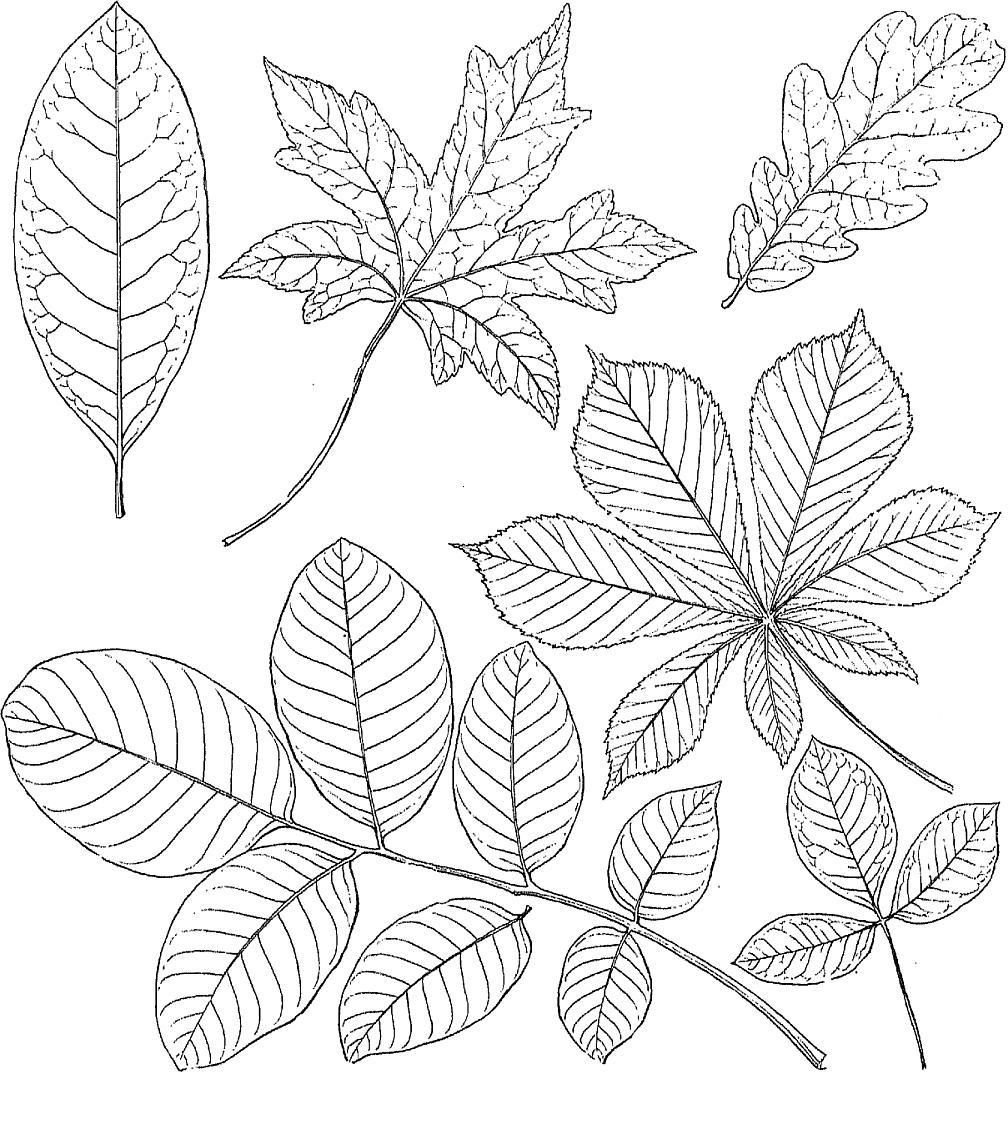 Конский каштан жилкование