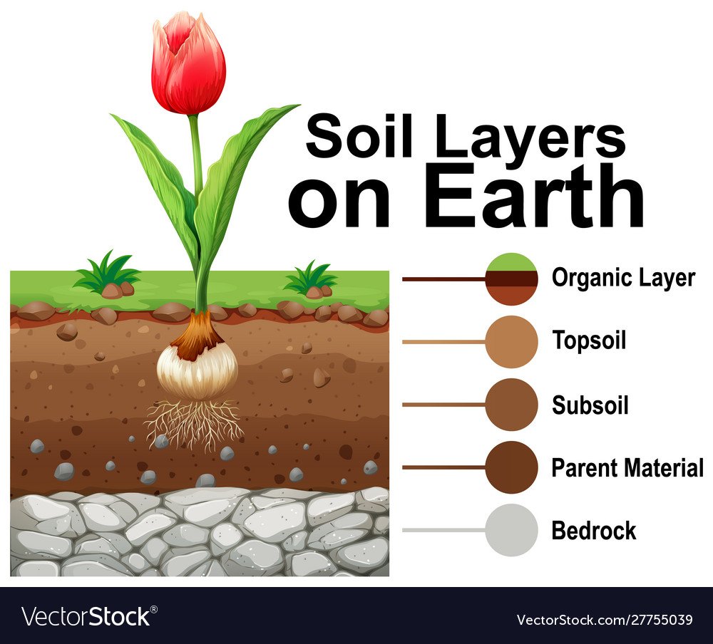 Почва вектор