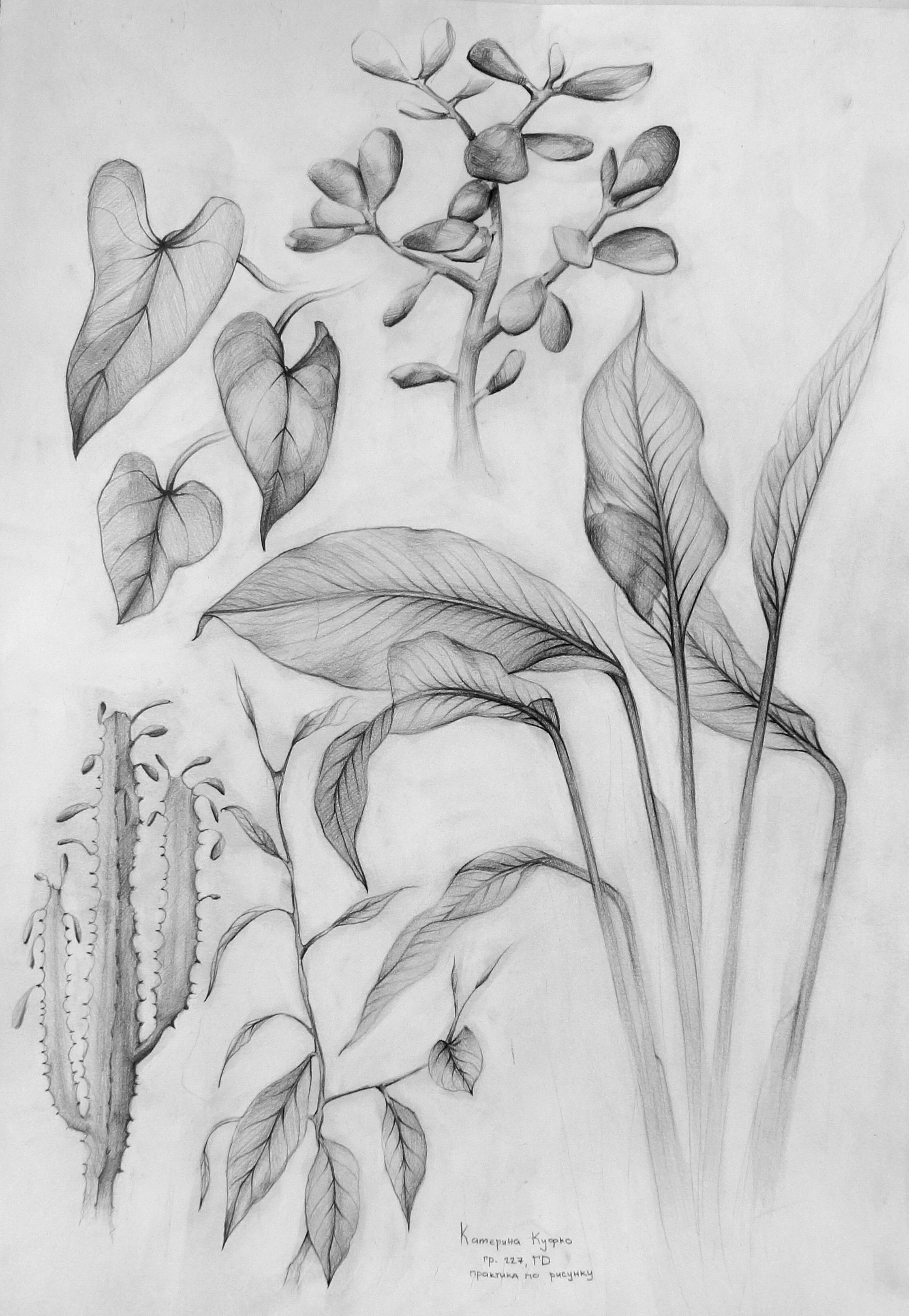 Натура растения. Рисунки цветов карандашом. Зарисовки растений. Наброски растений. Наброски растений карандашом.