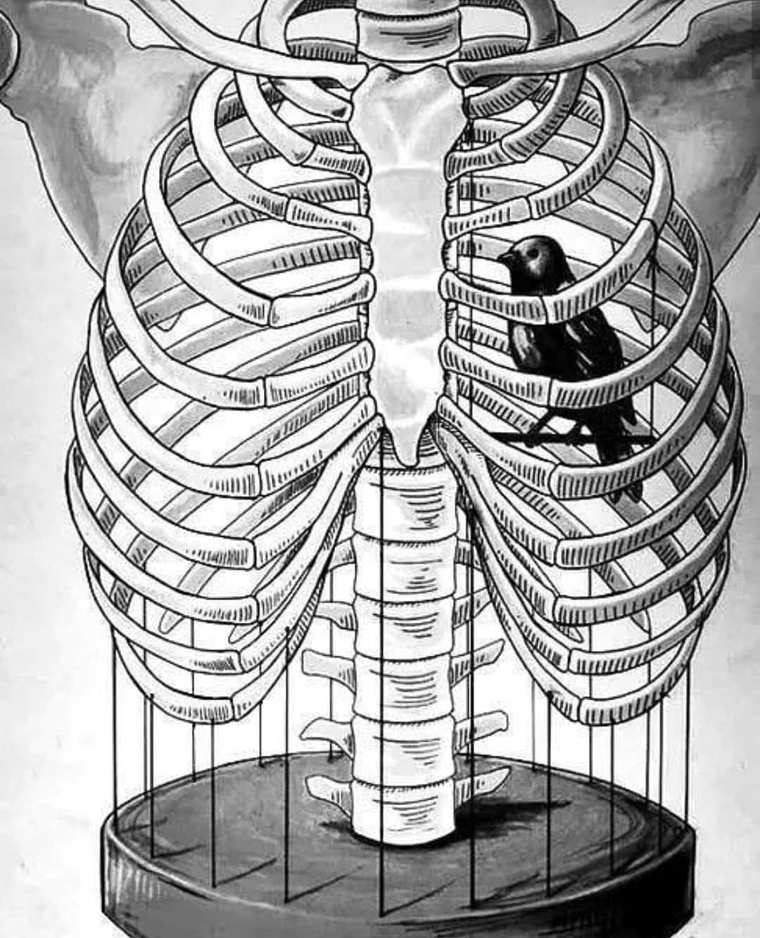 Скелет грудной клетки птицы. Ребра человека. Грудная клетка рисунок. Скелет ребра.