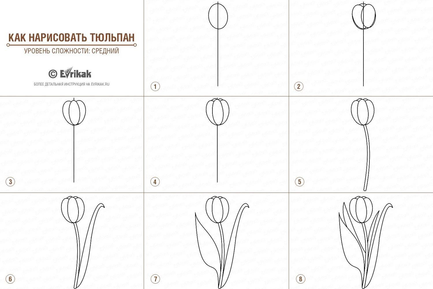 Как нарисовать тюльпаны карандашом поэтапно