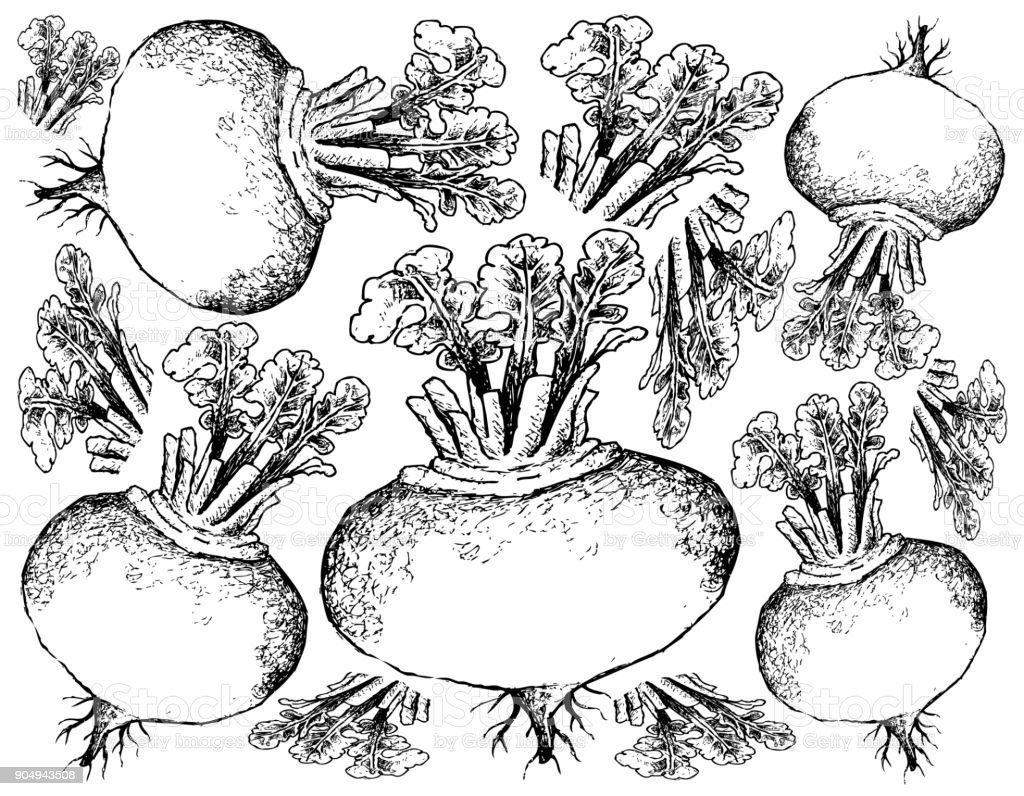 Репа рисунок