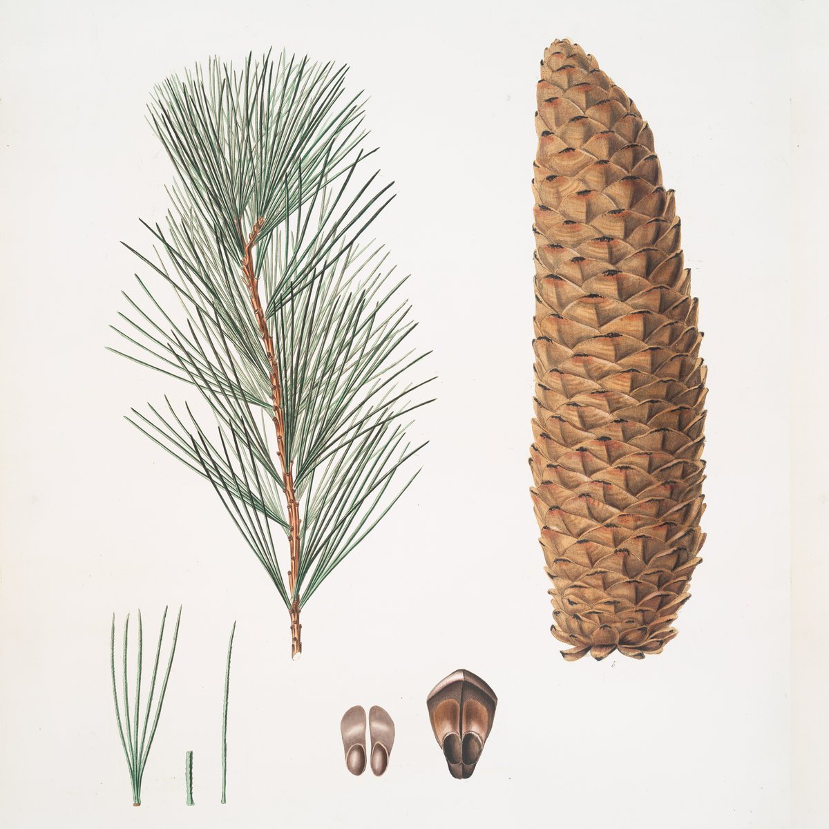 Шишки и семена хвойных. Сосны Pinus lambertiana. Pinus lambertiana Cone. Pinus lambertiana шишка. Сосна Ламберта (Pinus lambertiana).