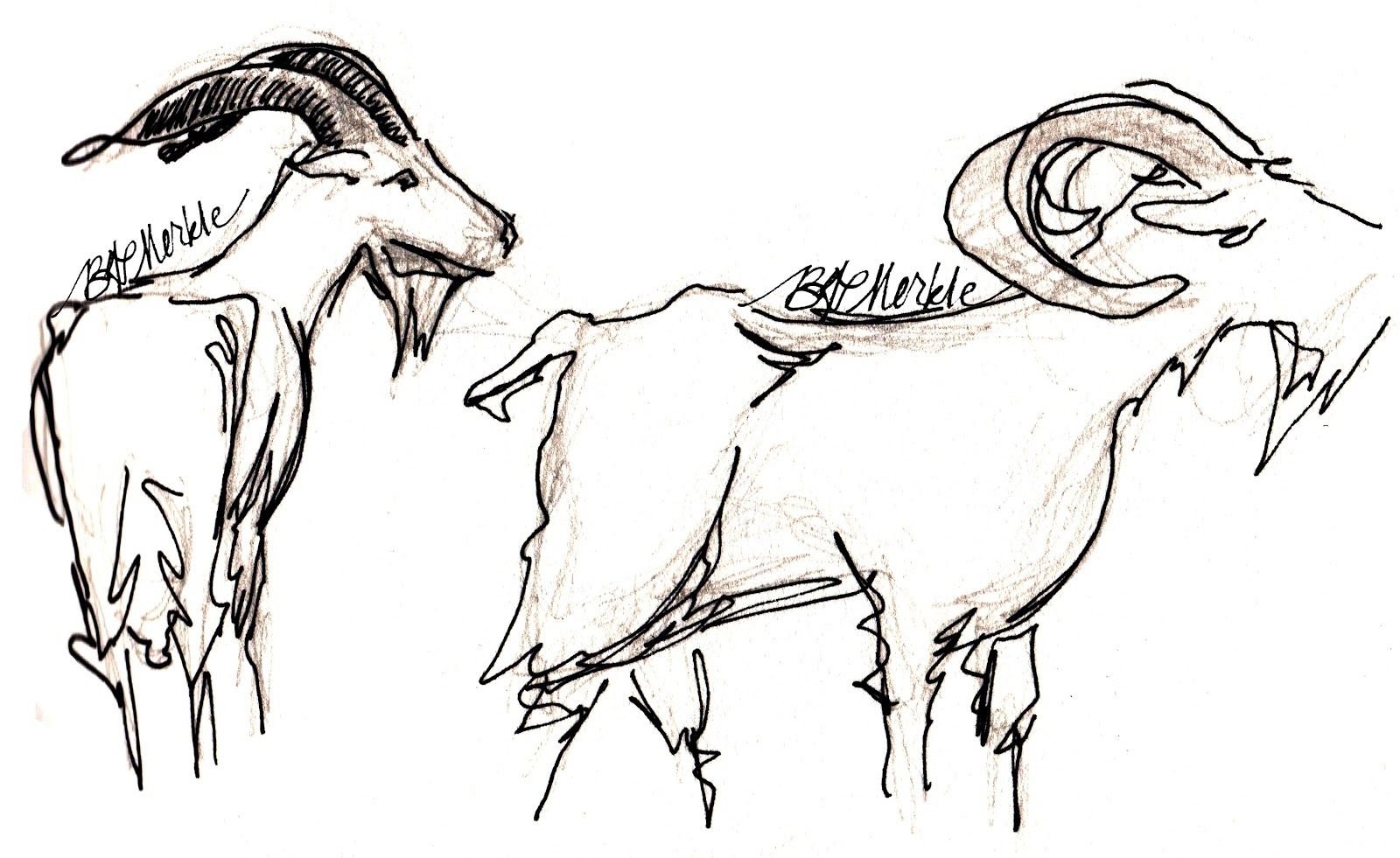 Зарисовки коз