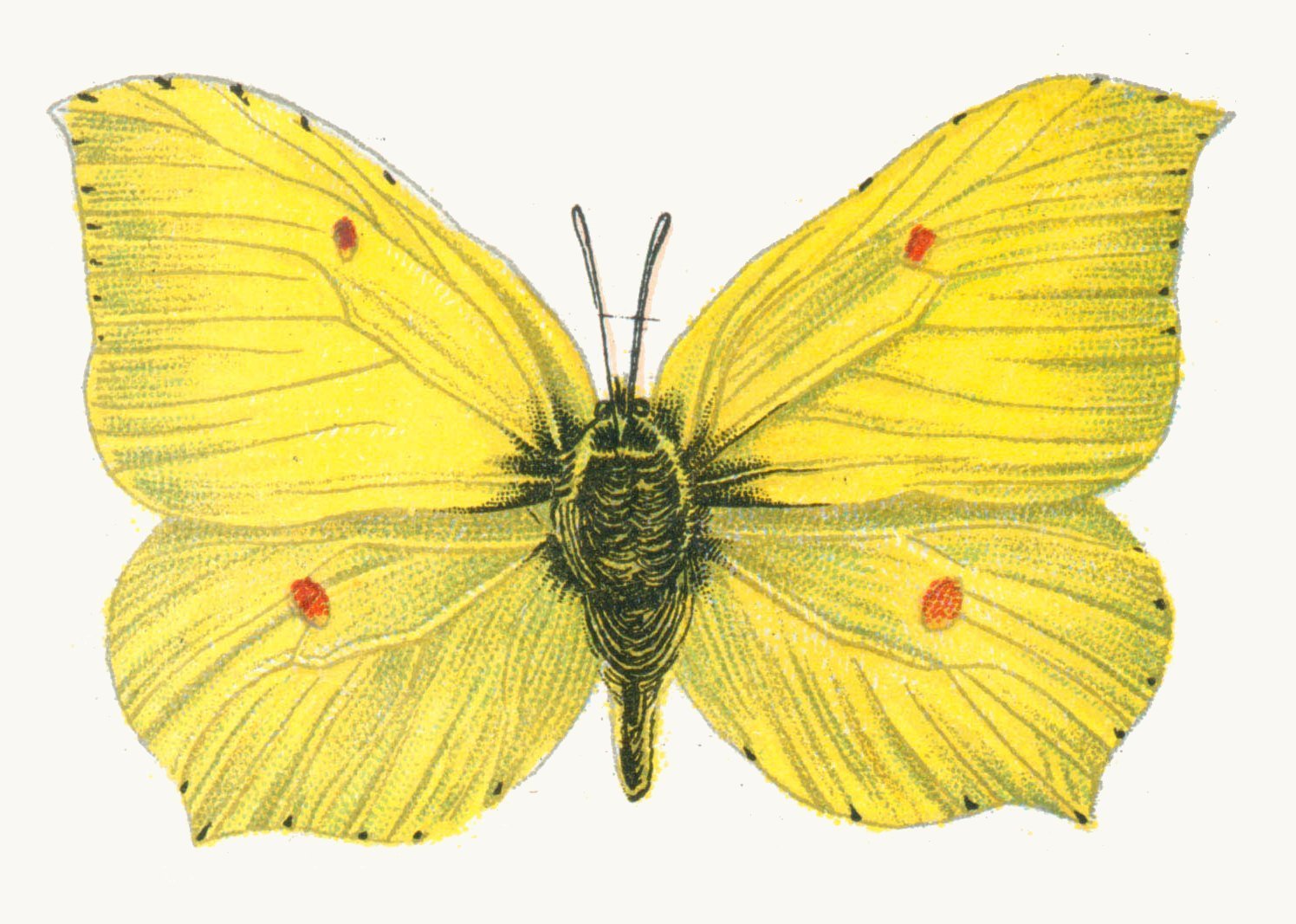Бабочка лимонница рисунок. Бабочка лимонница крушинница. Бабочка капустница и лимонница. Бабочка капустница желтая. Бабочка копустница жёлтая.