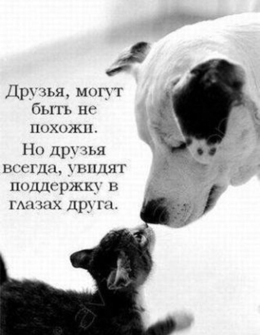 Ты настоящий друг. Настоящие друзья всегда поддержат. Настоящие друзья всегда поддержат. Шутки для друзей. Ты настоящая подруга.