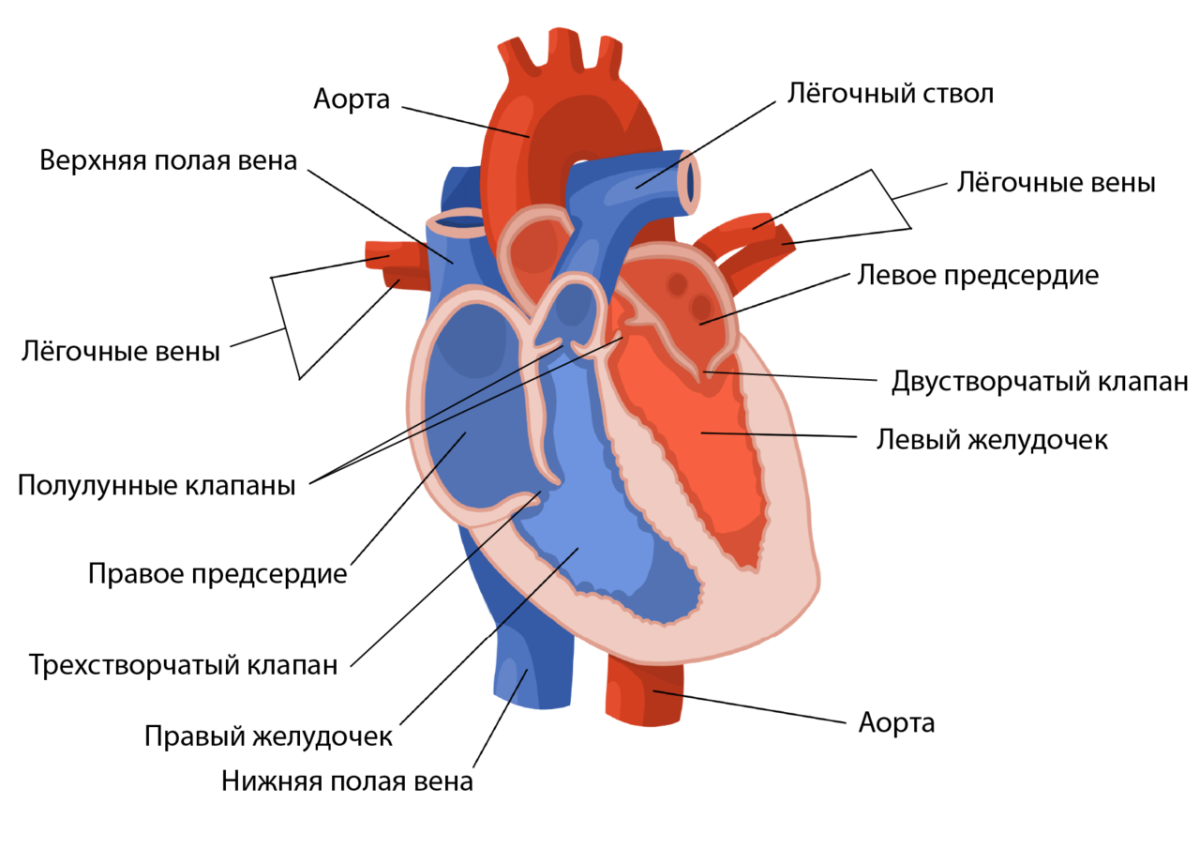 Какие сосуды в левом предсердии. Строение сердца и функции схема. Строение сердца человека ЕГЭ. Строение сердца человека схема. Строение сердца схема с подписями.