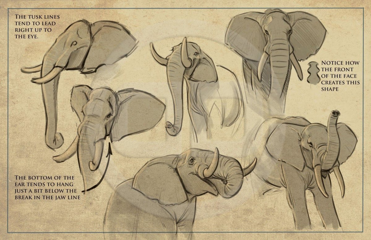 Слон с разных ракурсов