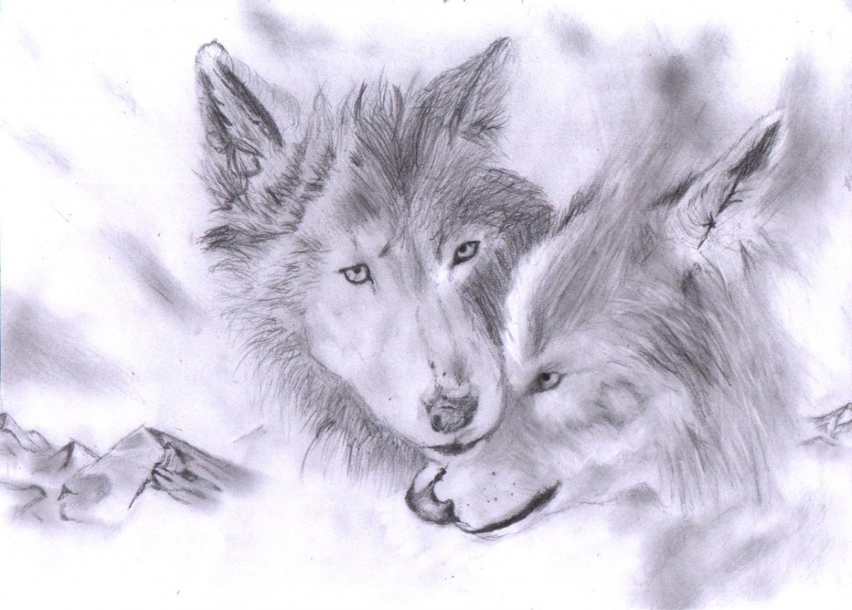 Волк Алтай рисунки