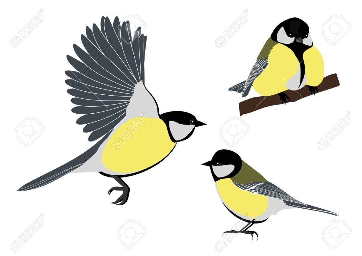 Синица птица для детей