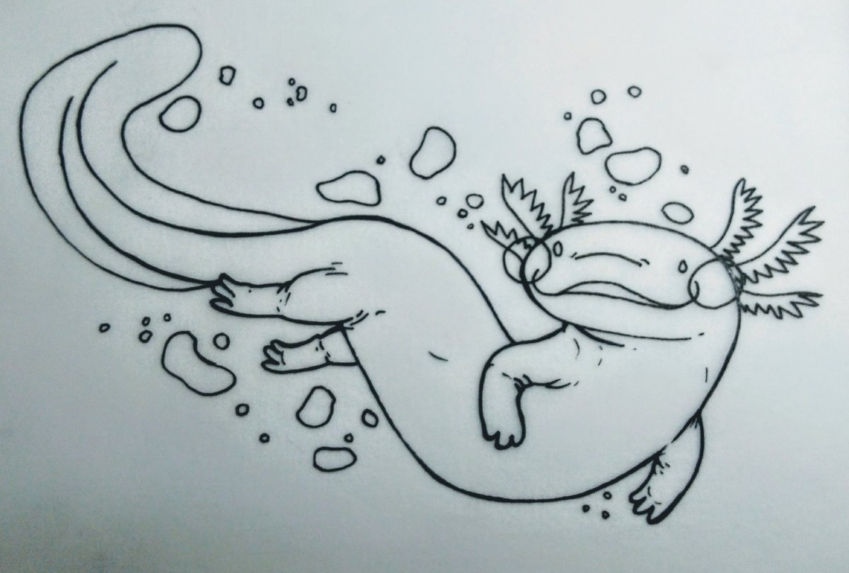 Аксолотль в скетчбук