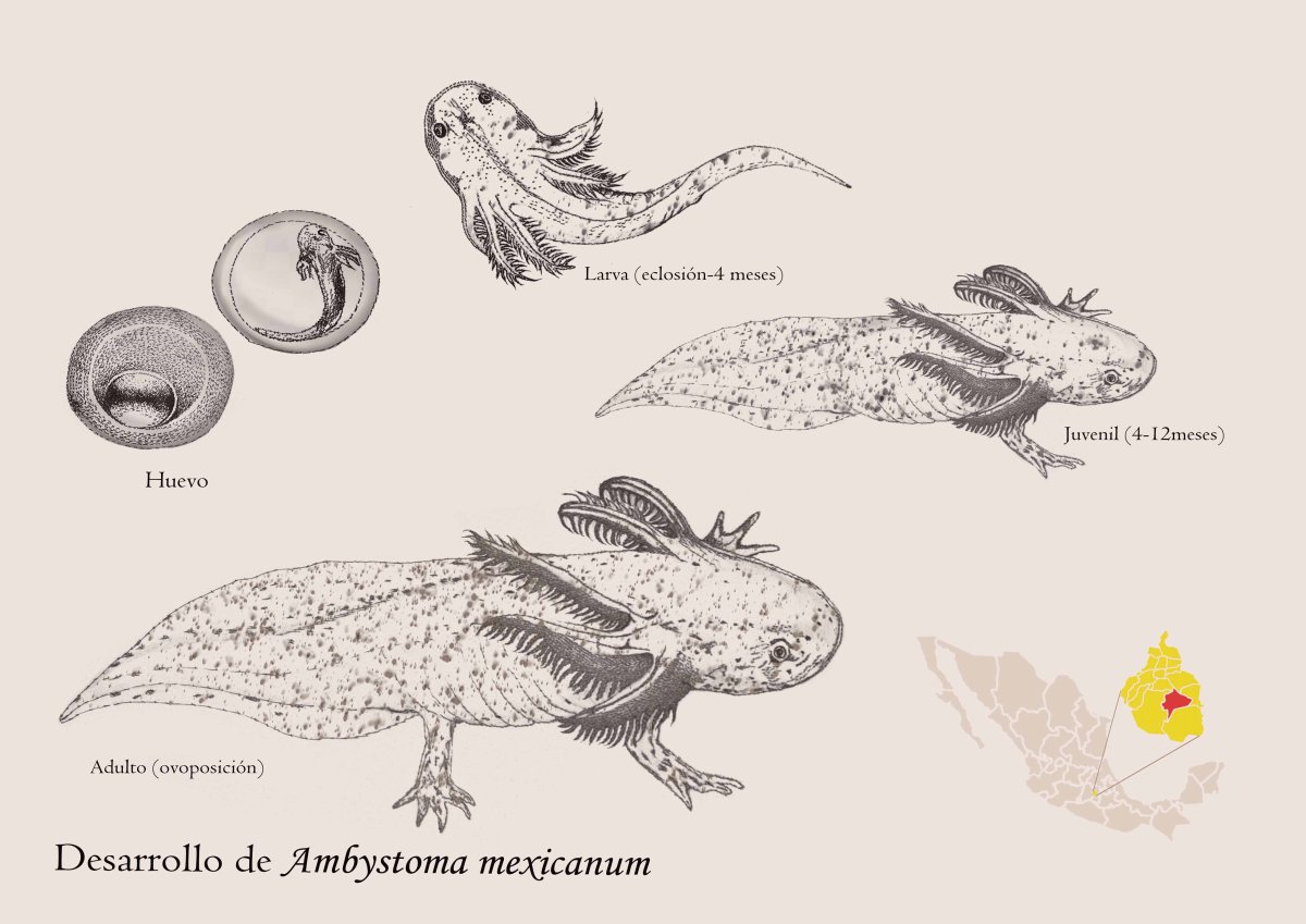 Аксолотль раскраска