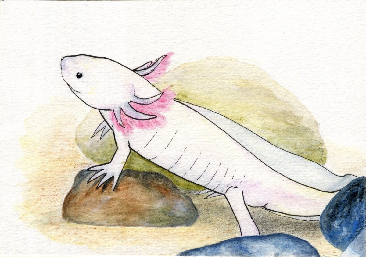 Милые рисунки аксолотля