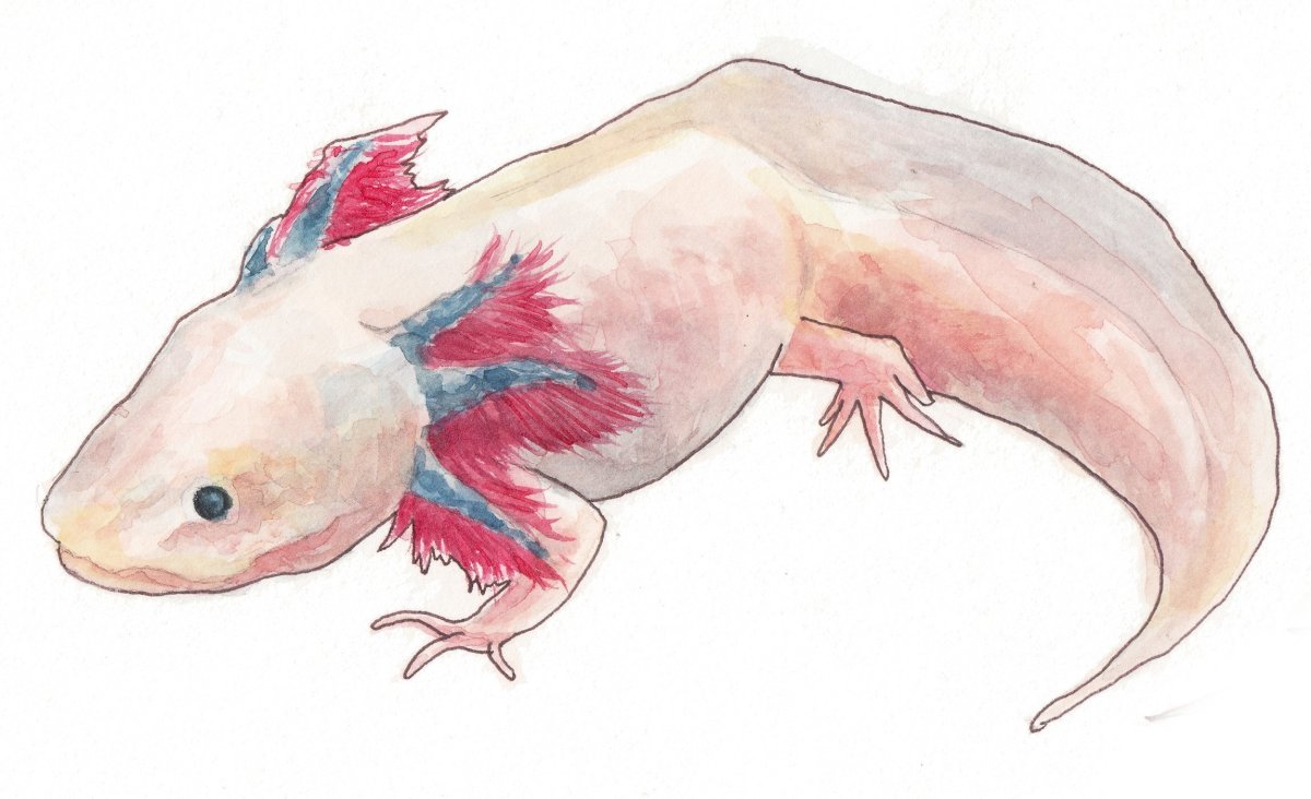 Аксолотль мультяшка