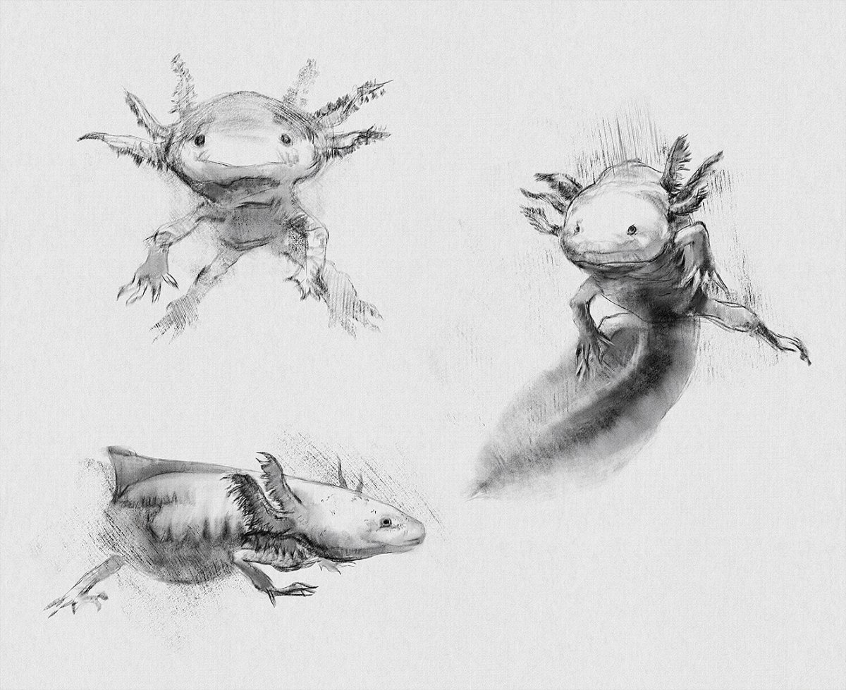 Аксолотль рисуночек