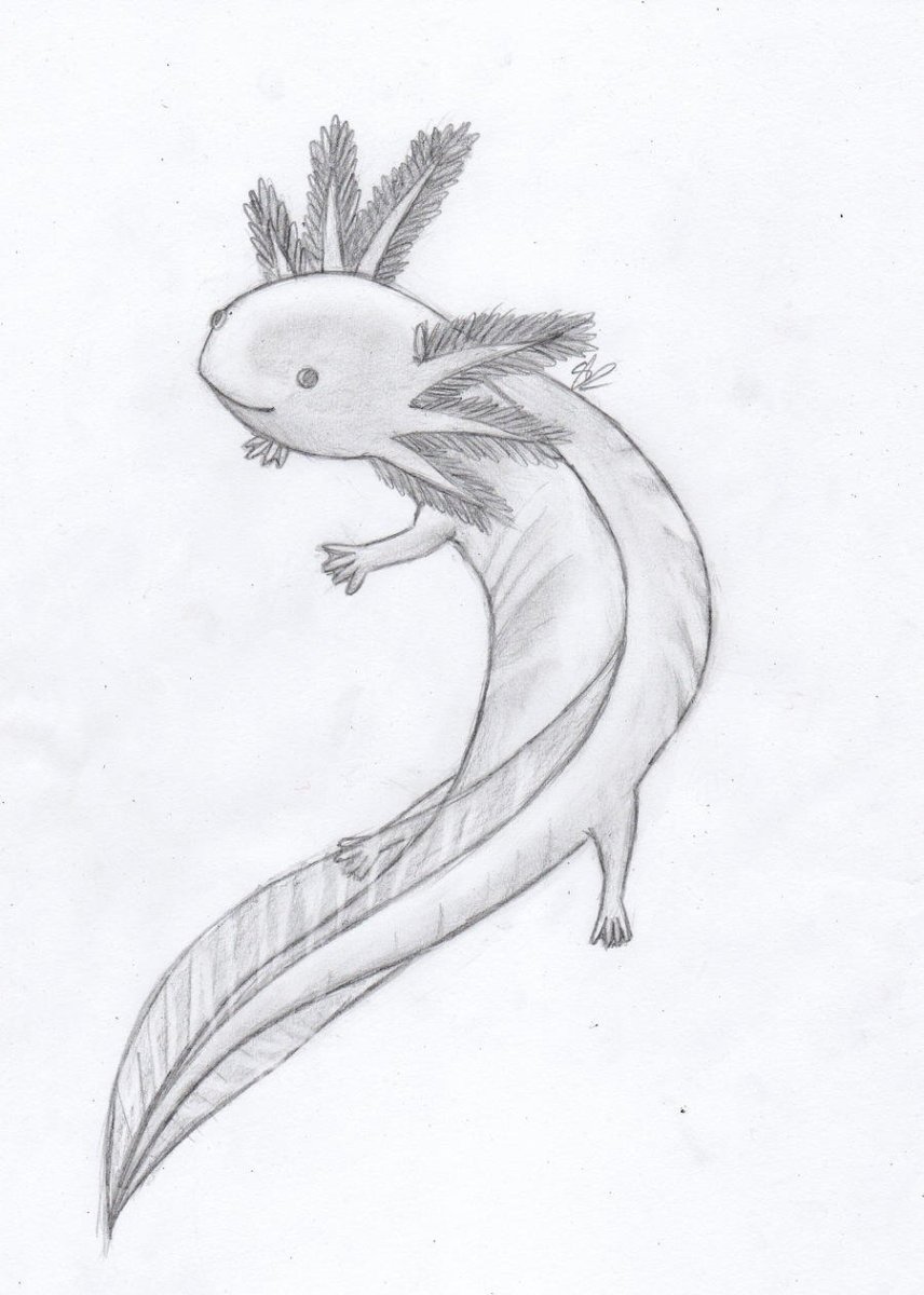 Аксолотль Ацтеки