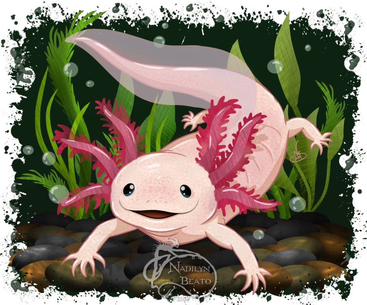 Аксолотль черно белый