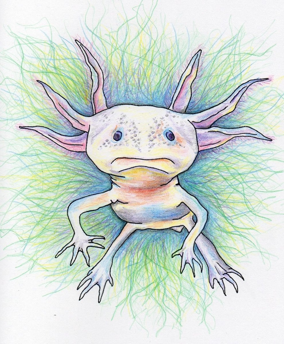 Наоми Лорд аксолотль