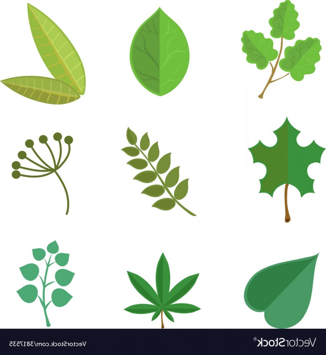 Виды листьев Графика