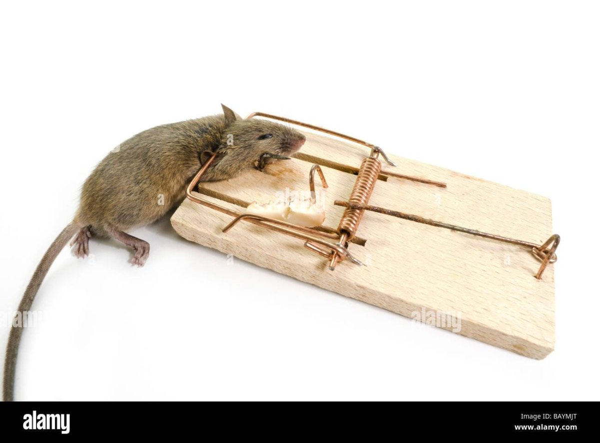 Давилки для грызунов