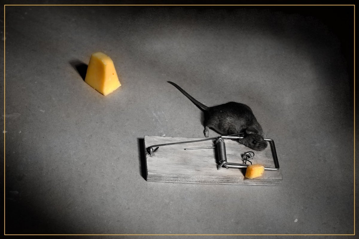 Дешевый сыр только в мышеловке