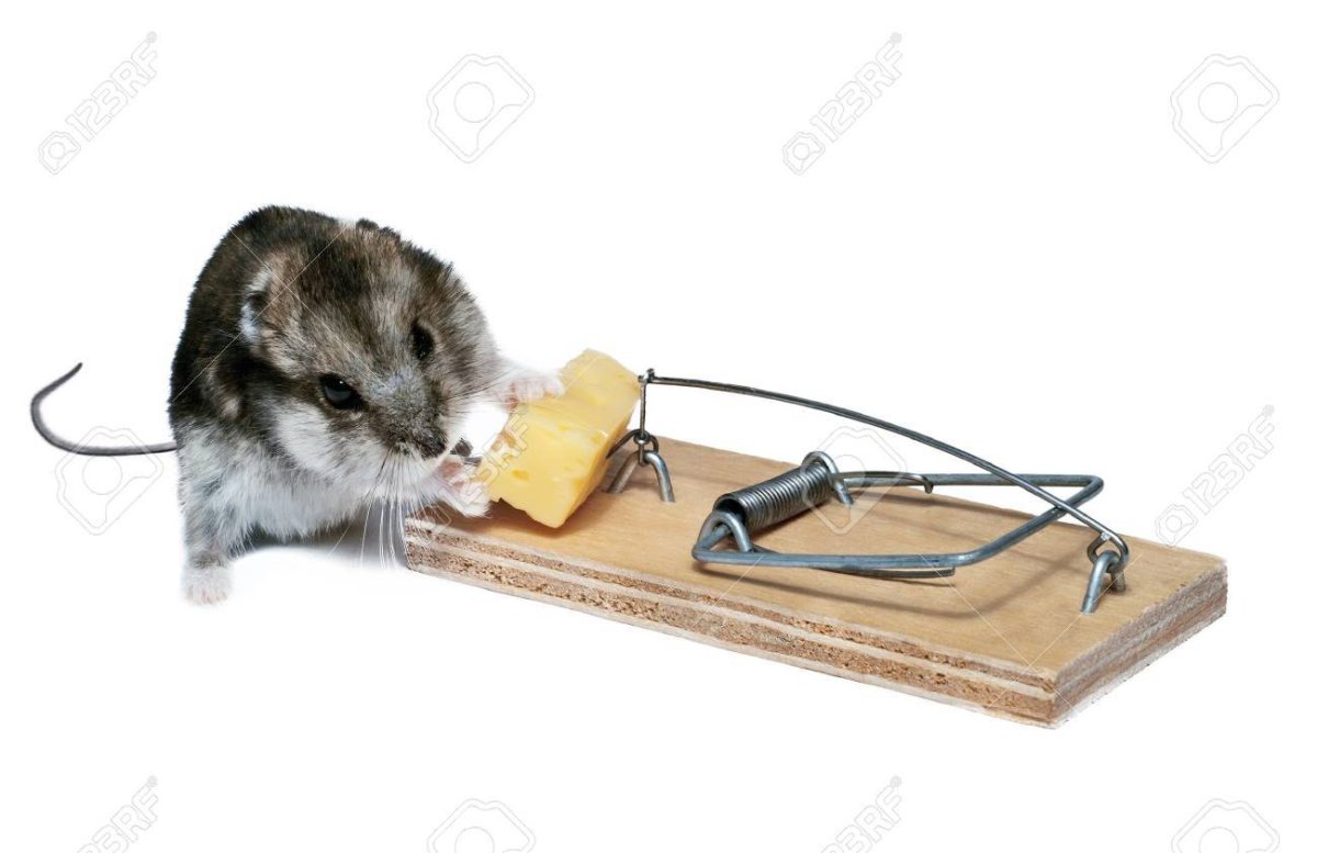 Мышка в мышеловке