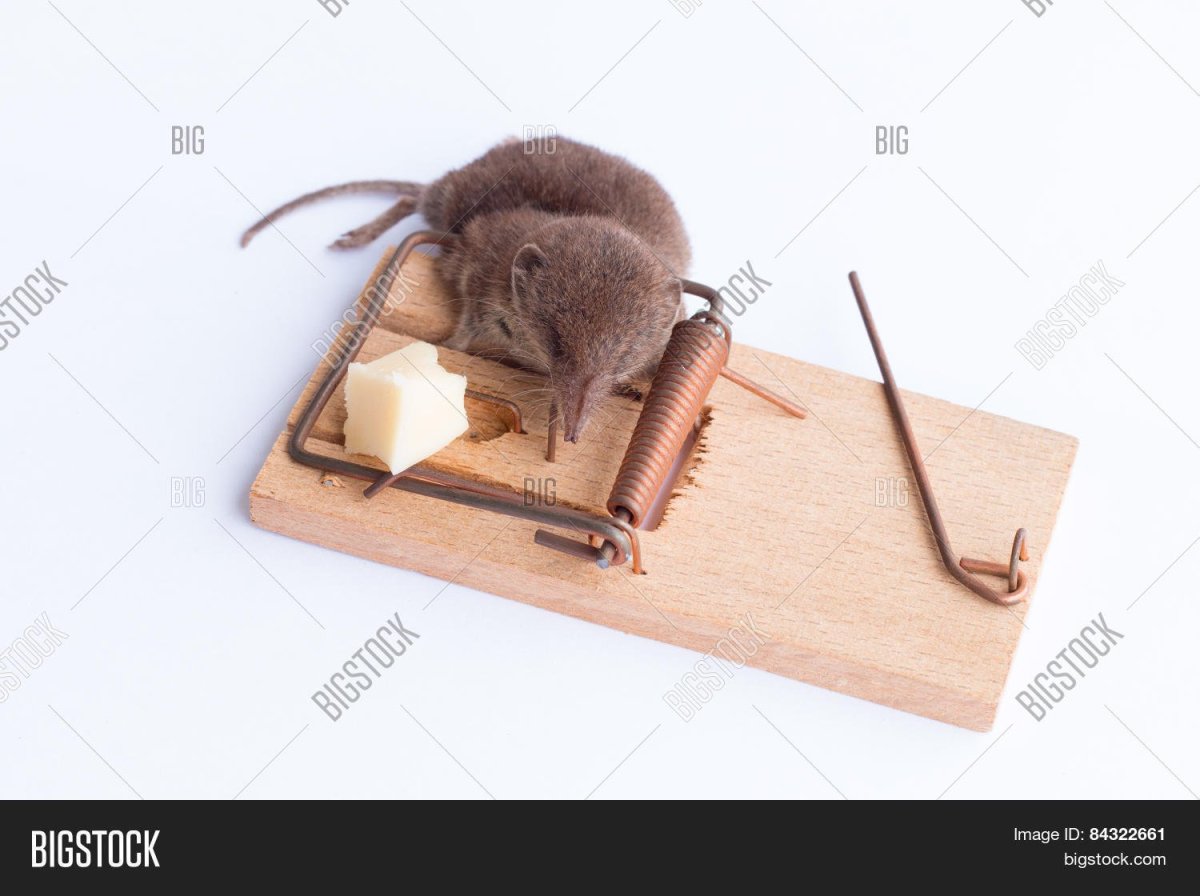 Мышка в капкане