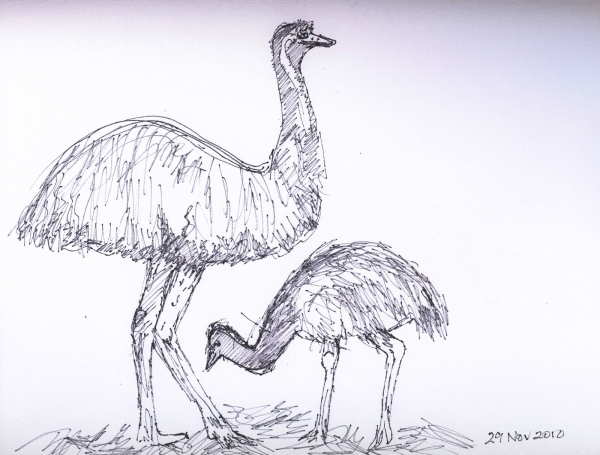Страус гуашью для детей