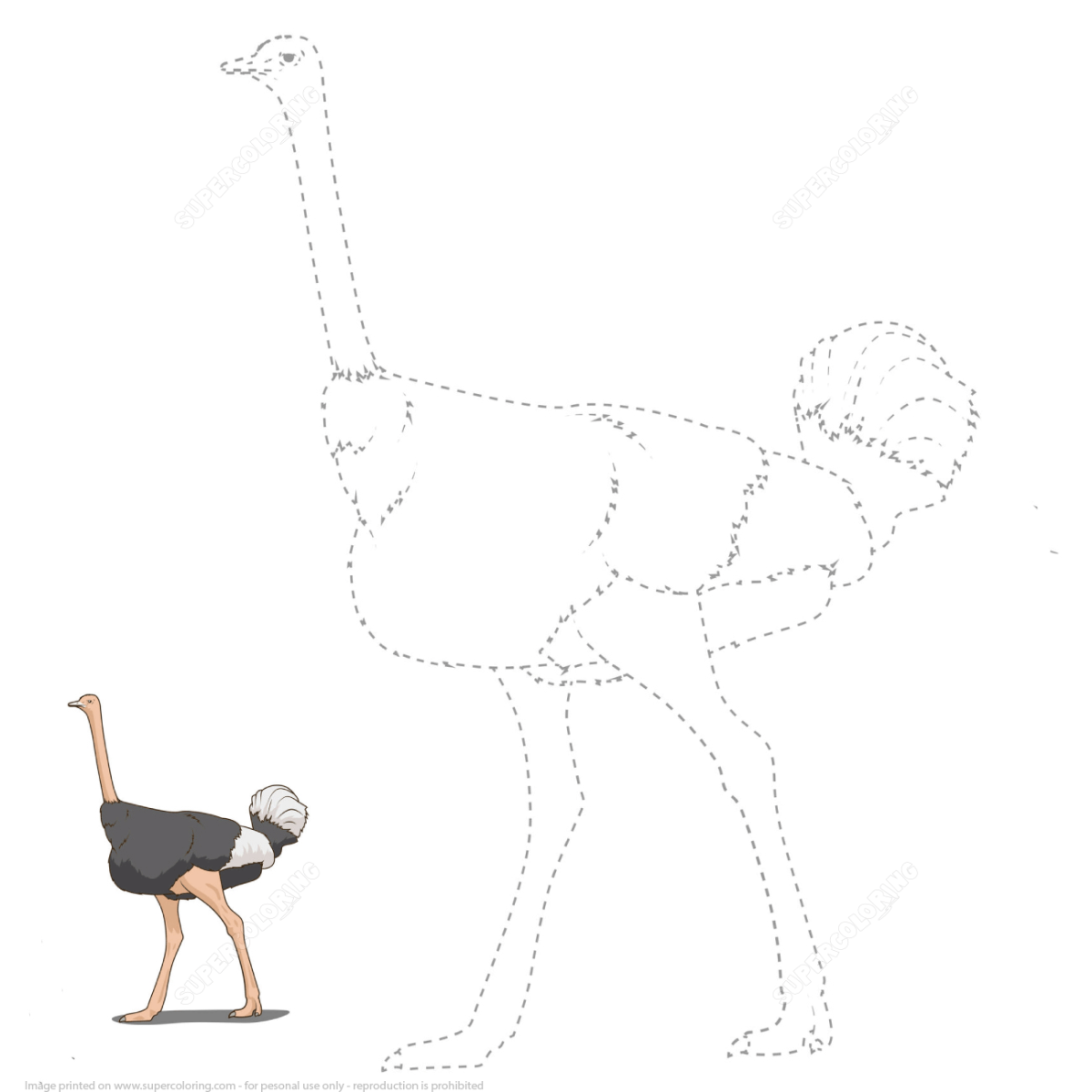 Эму раскраска для детей