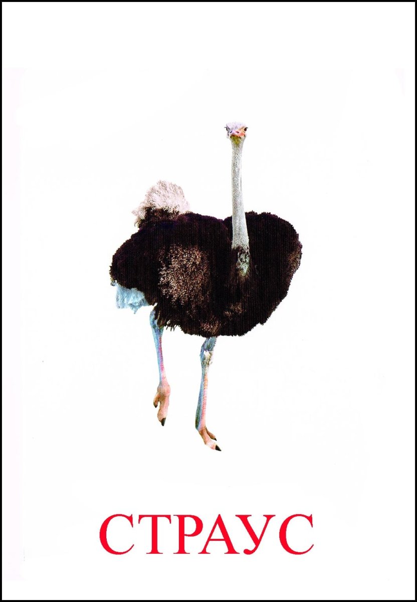 Страусенок раскраска