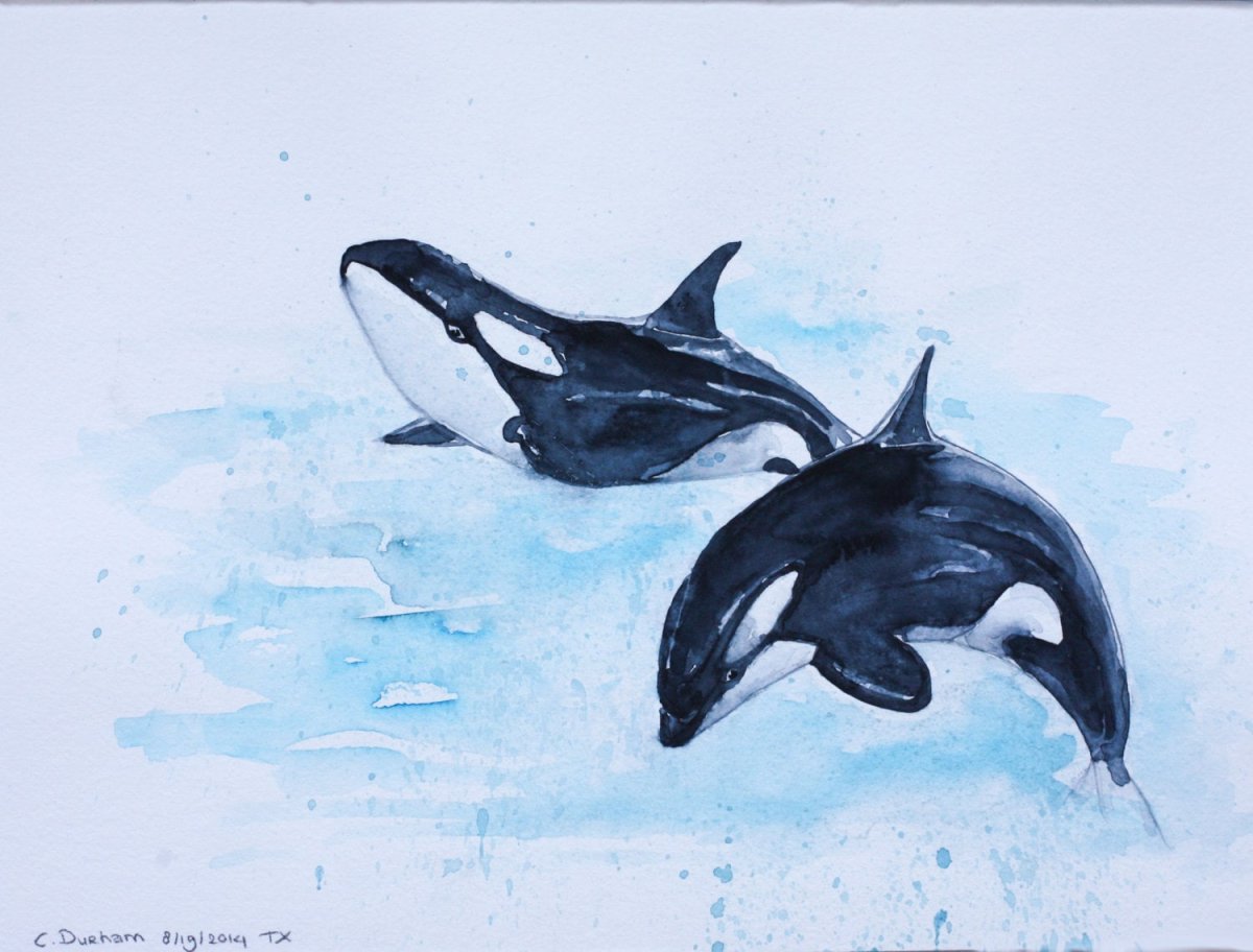 Касатка силуэт