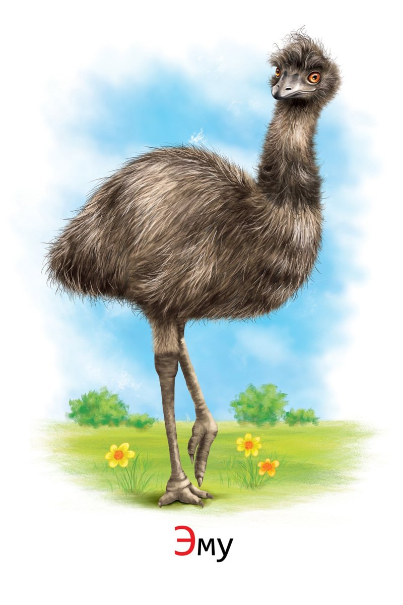 Страус фото