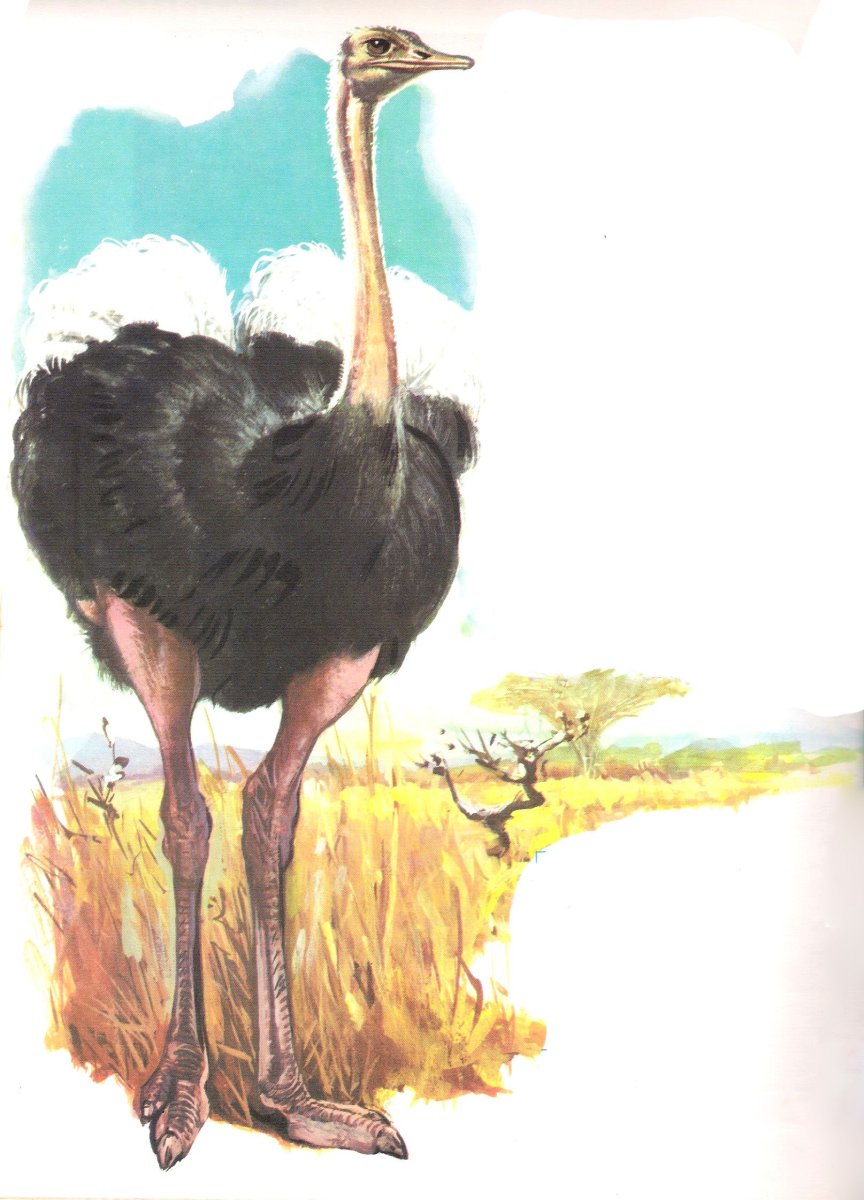 Силуэт африканского страуса