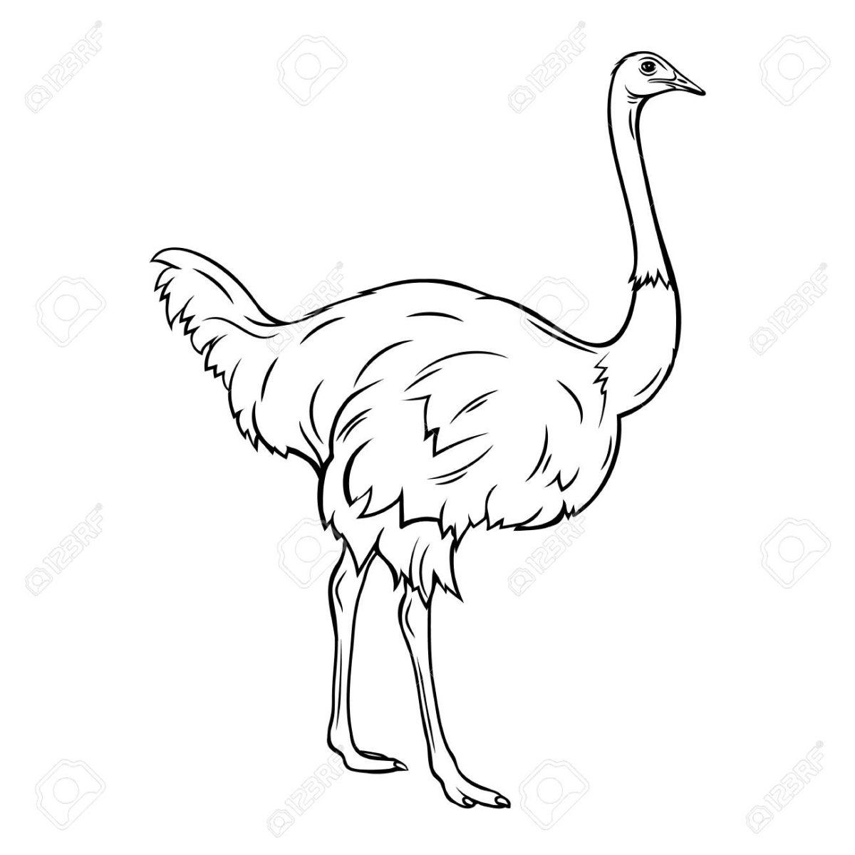 Ломтики страуса вектор