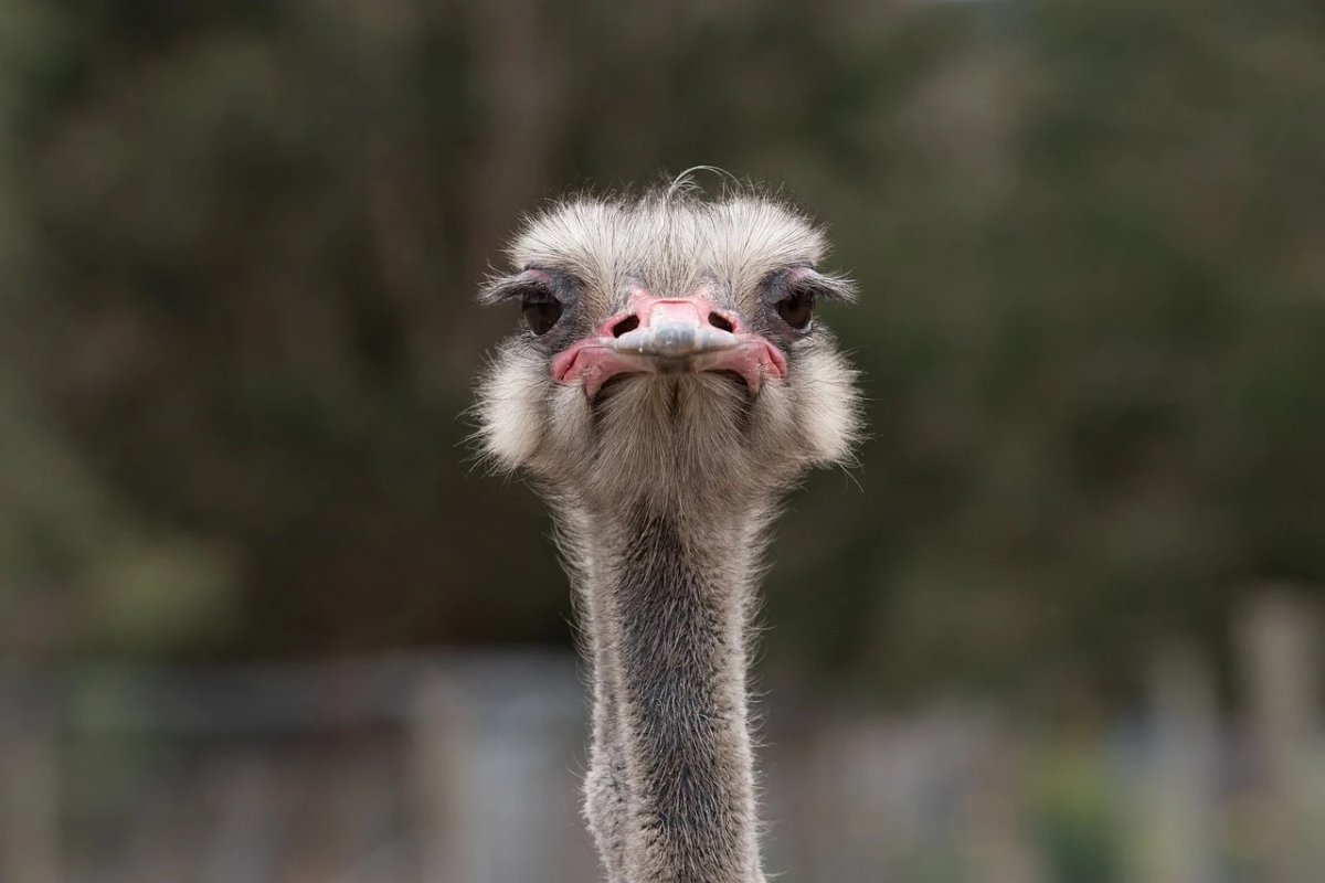 Девушка страус голову в песок