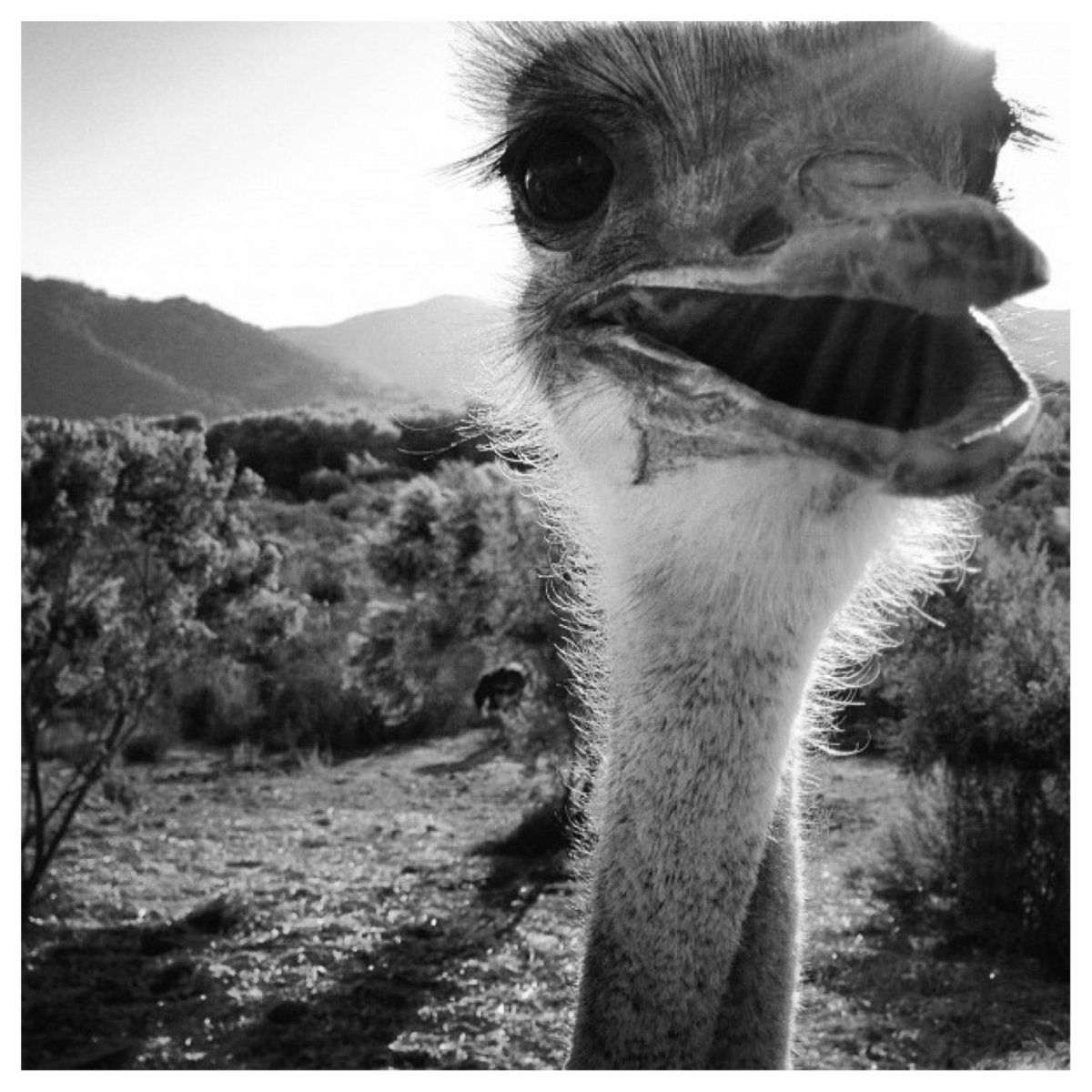 Рисунки страуса для срисовки