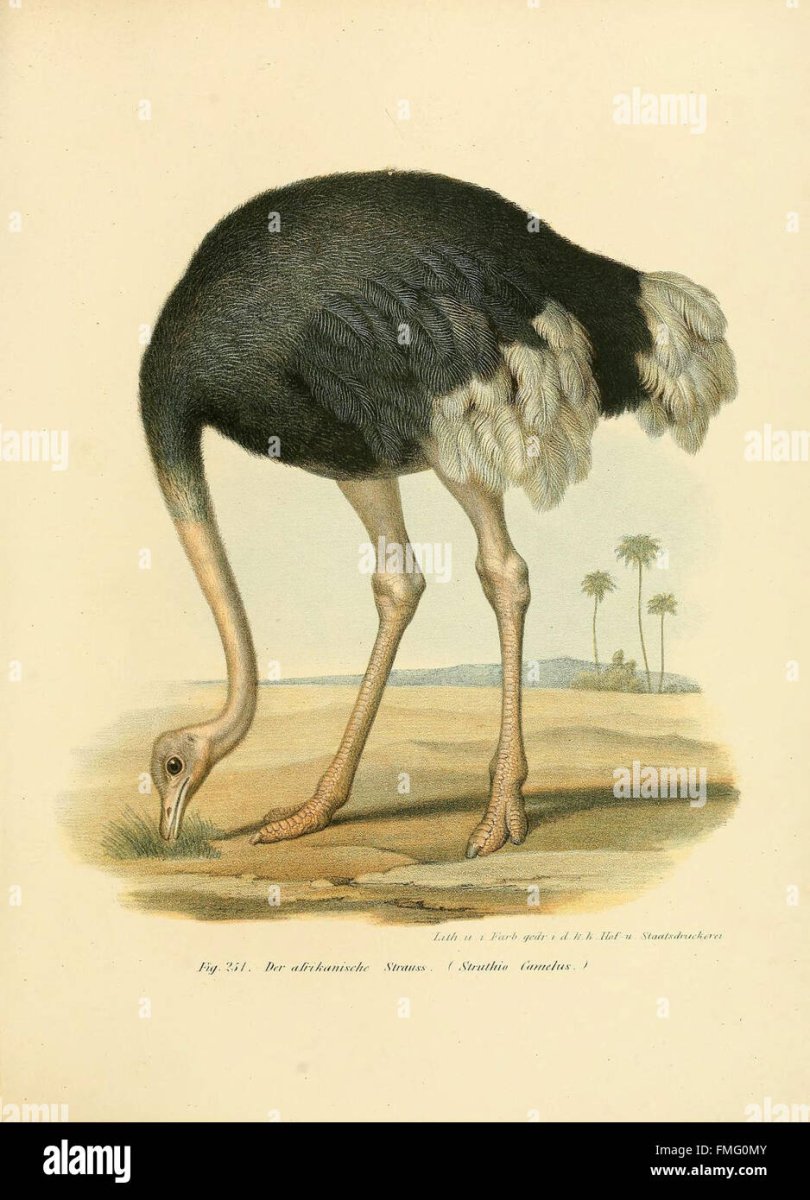 Страус набросок