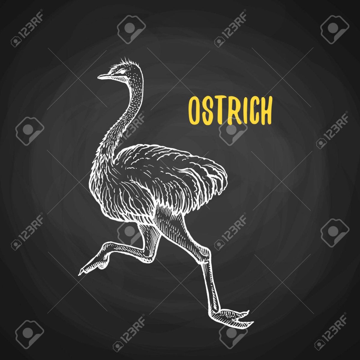 Страус и черепаха рисунок