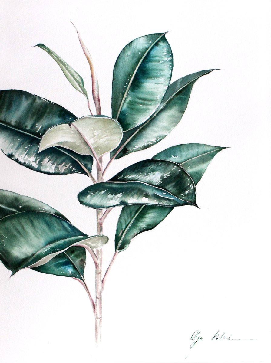 Фикус лирата акварель