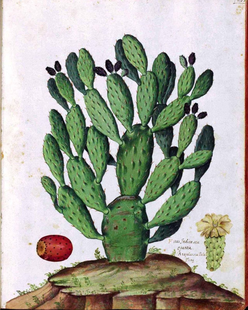 Растения зарисовки для интерьера