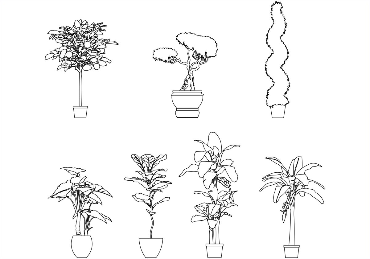 Монстера пиннатипартита