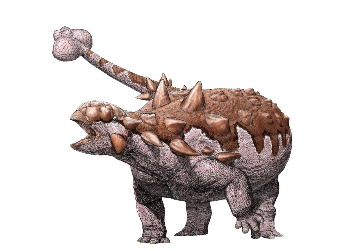 Анкилозавр Пинкфонг