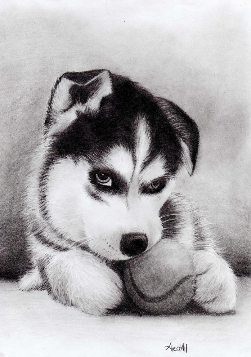 Хаски рисунок
