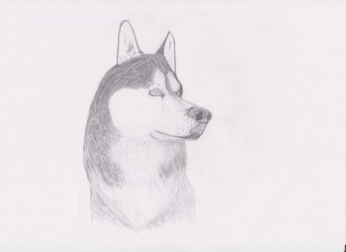 Алмазная мозаика "хаски"