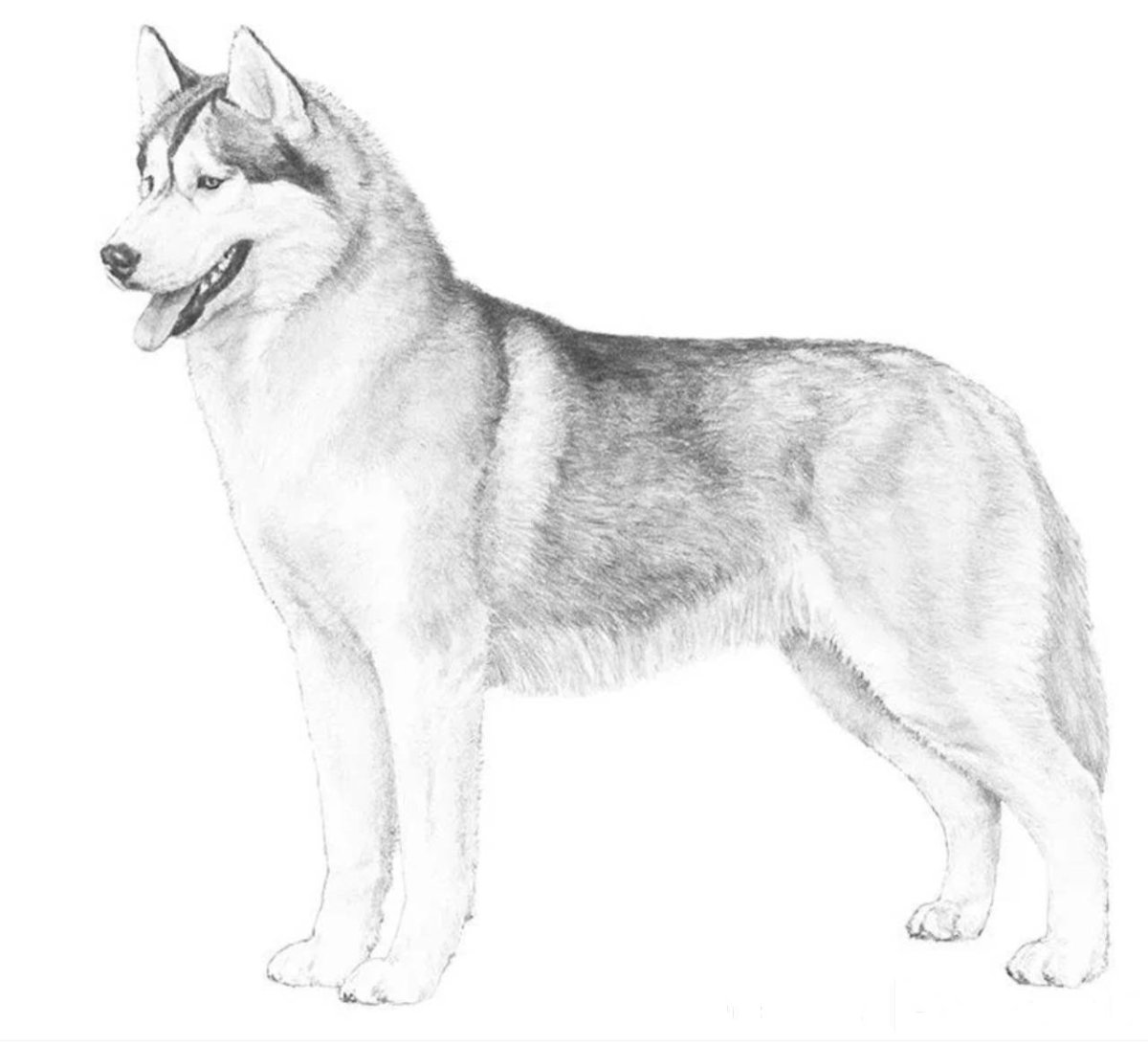 Стикеры хаски