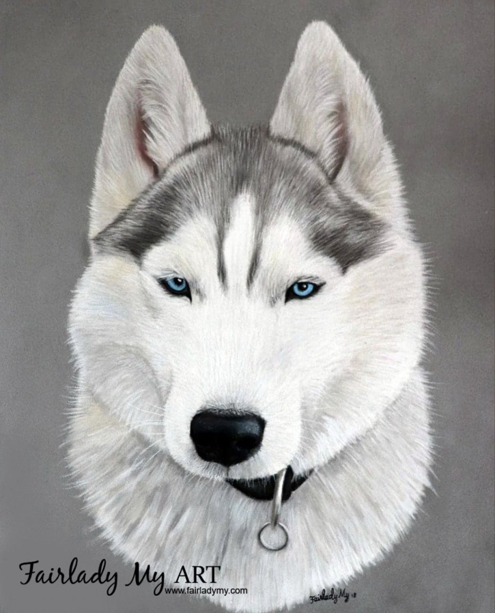 Сибирский хаски арт