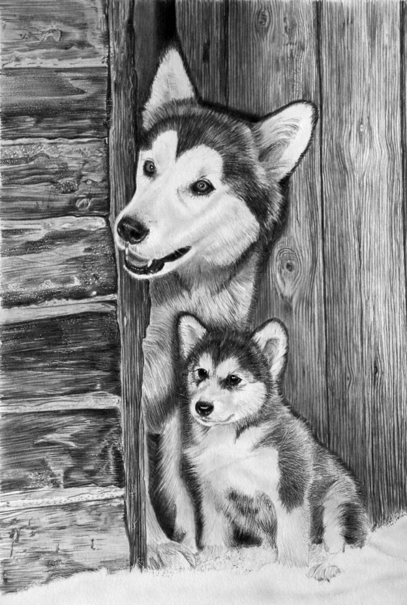 Хаски мультяшки