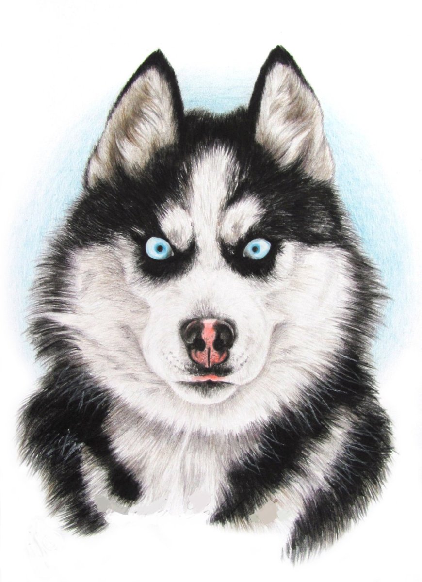 Хаски мультяшные