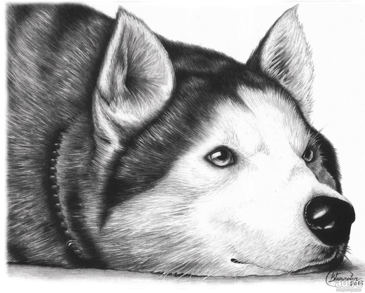 Хаски карандашом