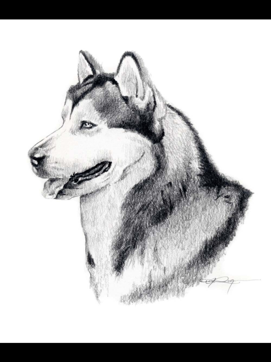 Аляскинский маламут рисунок карандашом